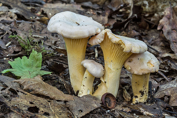 kuriatko bledé Cantharellus subpruinosus