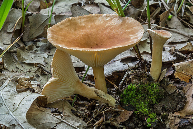 strmuľka Clitocybe sp.