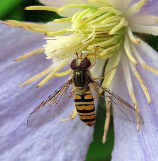 pestrica pruhovaná Episyrphus balteatus de Geer