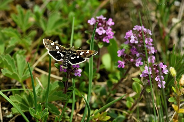 vijačka zanovätníková Eurrhypis pollinalis