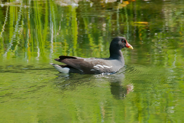 sliepočka vodná Gallinula chloropus