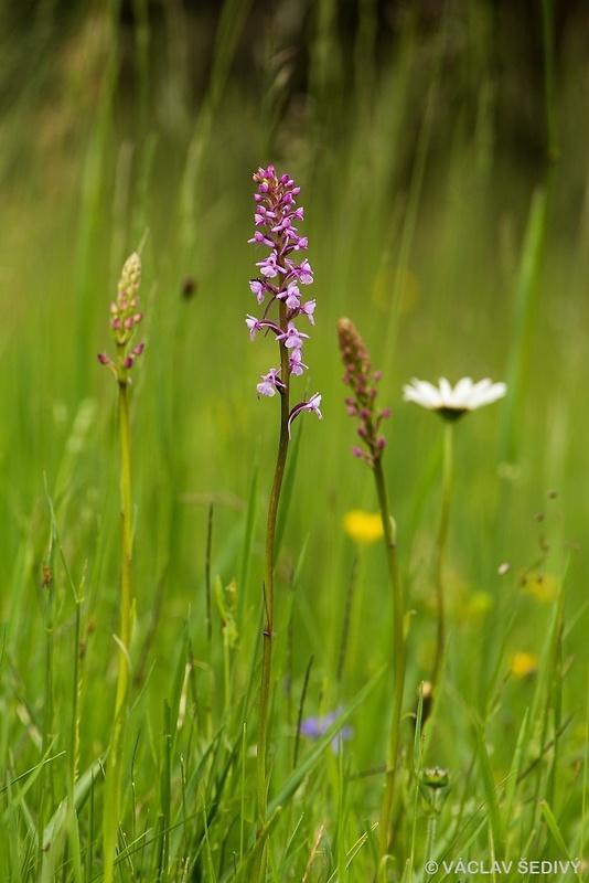 päťprstnica obyčajná Gymnadenia conopsea (L.) R. Br.