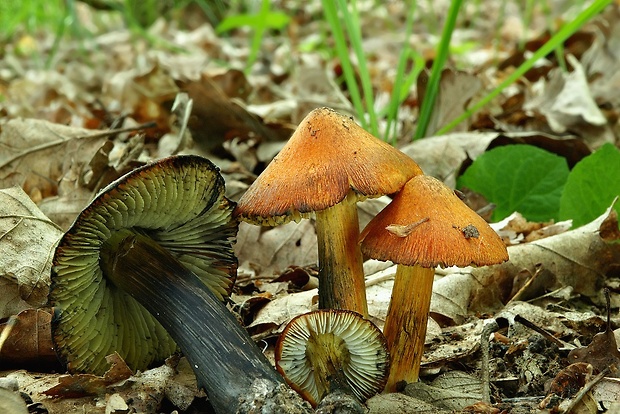 lúčnica kužeľovitá Hygrocybe conica (Schaeff.) P. Kumm.