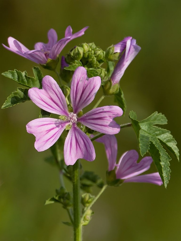 slez lesný Malva sylvestris L.