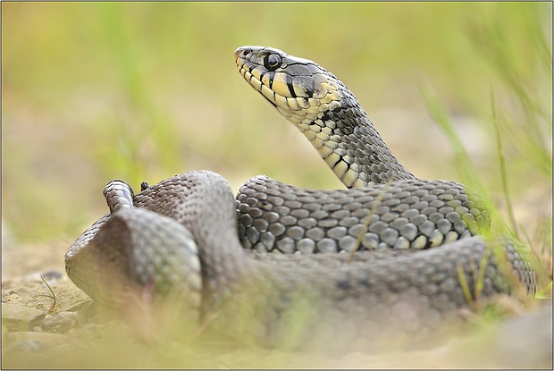 užovka obojková Natrix natrix