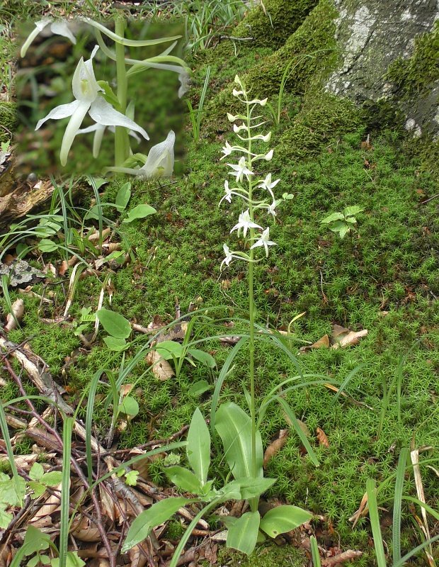 vemenník dvojlistý Platanthera bifolia (L.) Rich.