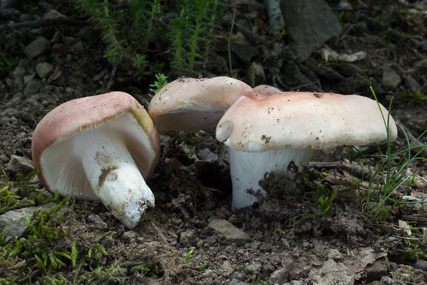 plávka mandľová Russula vesca Fr.