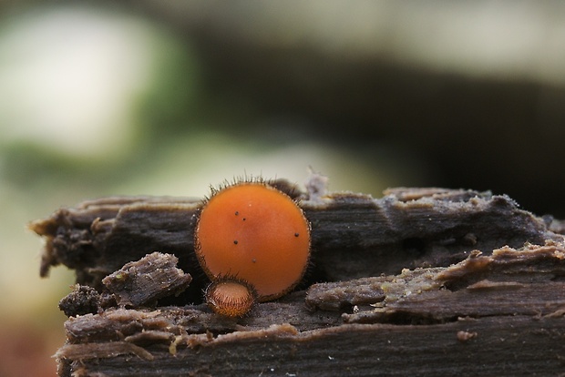 štítovnička Scutellinia sp.