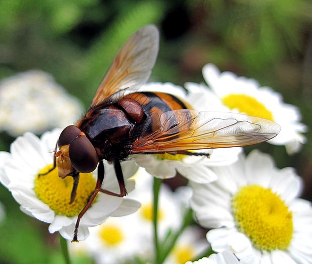 pestrica sršňovitá Volucella zonaria Poda