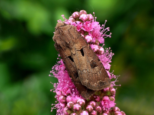 siatica výkričníková (sk) / osenice vykřičníková (cz) Agrotis exclamationis Linnaeus, 1758