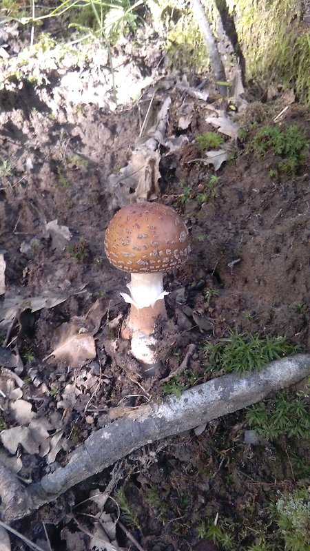 muchotrávka neviem aká Amanita muscaria var. guessowii Veselý