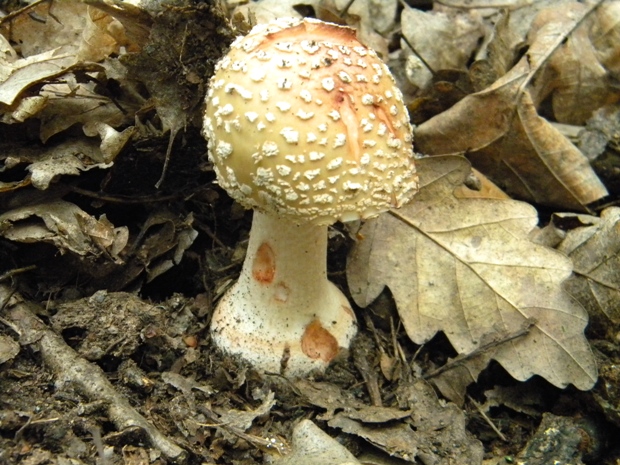 muchotrávka červenkastá Amanita rubescens Pers.