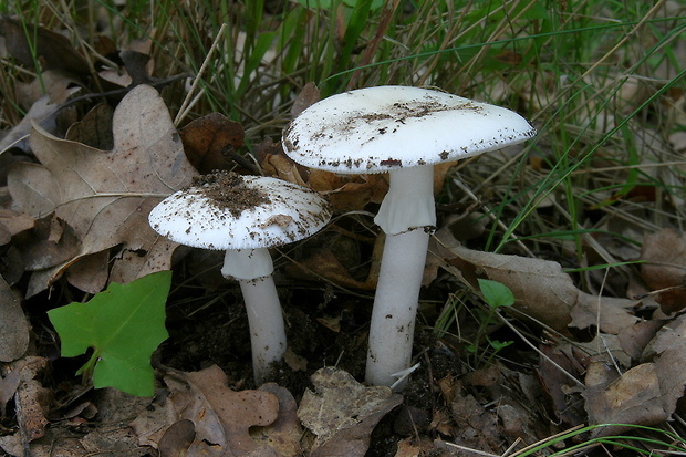 muchotrávka biela Amanita verna (Bull.) Lam.