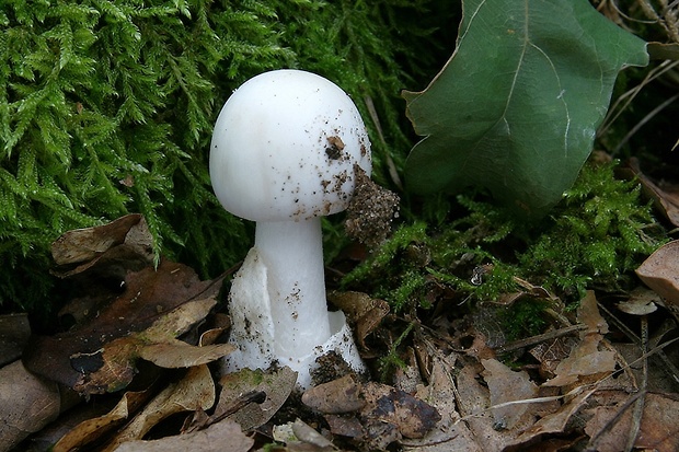 muchotrávka biela Amanita verna (Bull.) Lam.