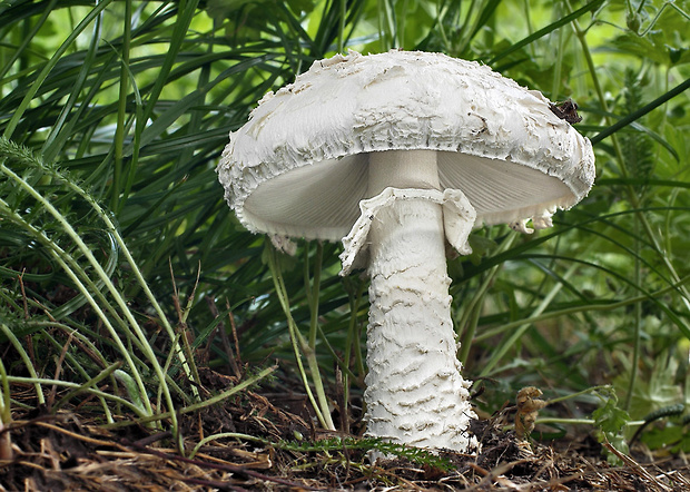 muchotrávka Vittadiniho Amanita vittadinii (Moretti) Vittad.