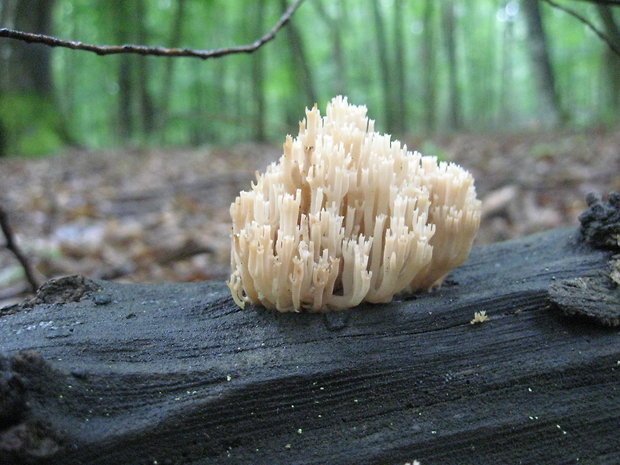 korunovec svietnikovitý Artomyces pyxidatus (Pers.) Jülich