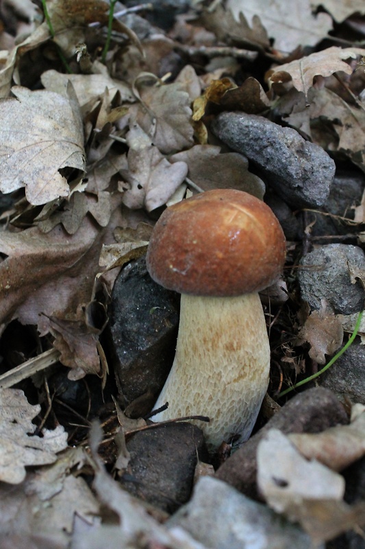 hríb dubový Boletus reticulatus Schaeff.