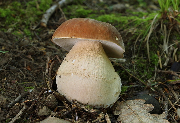 hríb dubový Boletus reticulatus Schaeff.