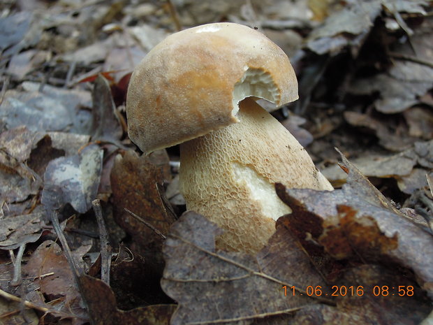 hríb dubový Boletus reticulatus Schaeff.