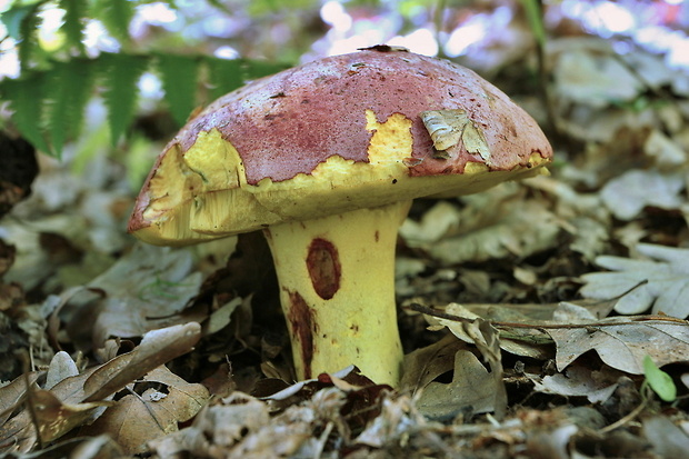 hríb kráľovský Butyriboletus regius (Krombh.) D. Arora & J.L. Frank