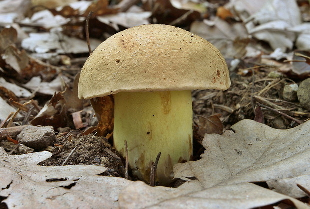 hríb horský Butyriboletus subappendiculatus (Dermek, Lazebn. & J. Veselský) D. Arora & J.L. Frank