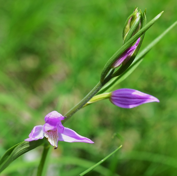 prilbovka červená Cephalanthera rubra (L.) Rich.