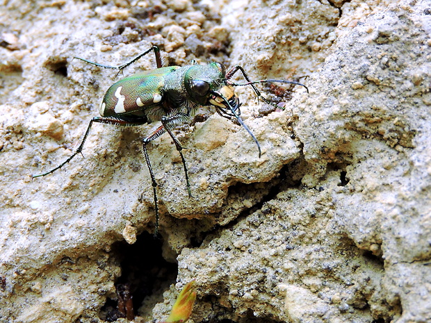 svižník piesočný Cicindela hybrida