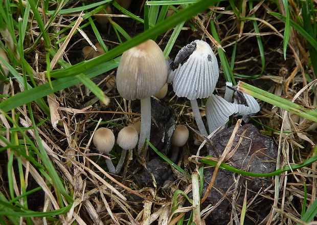 hnojník trsovitý Coprinellus hiascens (Fr.) Redhead, Vilgalys & Moncalvo