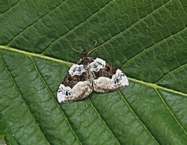 piadivka očkatá   /   píďalka očkovaná Cosmorhoe ocellata Linnaeus, 1758