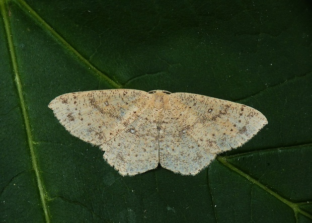 piadica brezová Cyclophora porata