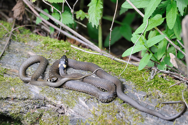 užovka obojková Natrix natrix