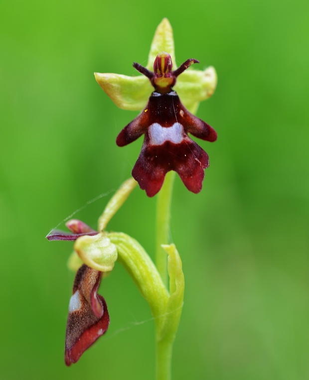 hmyzovník muchovitý Ophrys insectifera L.