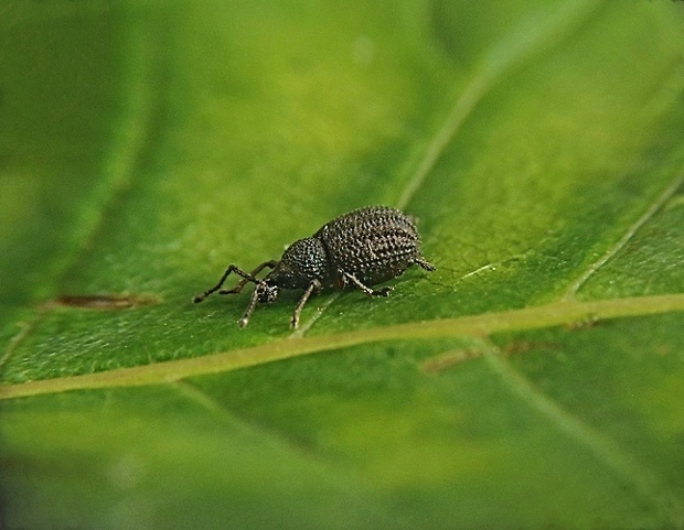 lalokonosec Otiorhynchus porcatus Herbst, 1795