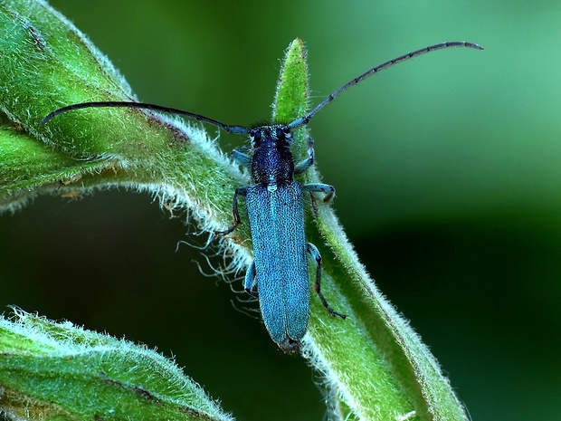 vrzúnik (sk) / kozlíček kovolesklý (cz) Phytoecia caerulescens Scopoli, 1763