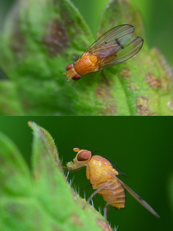 tieňovka Tricholauxania praeusta  (Lauxaniidae)