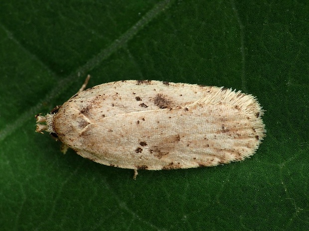 ploskáč lopúchový (sk) / plochuška lopuchová (cz) Agonopterix arenella Denis & Schiffermüller, 1775