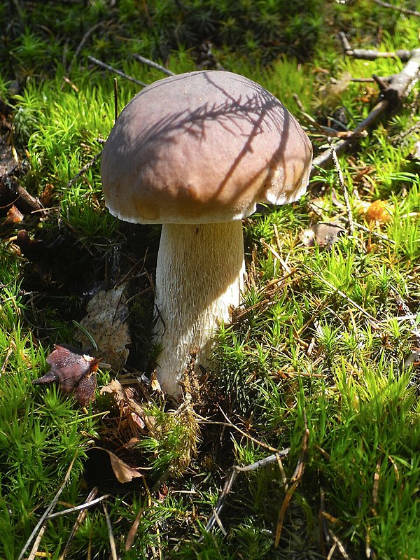 hríb smrekový Boletus edulis Bull.