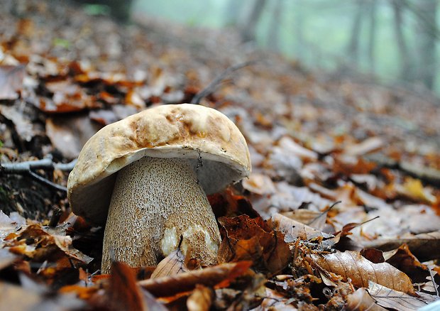 hríb dubový Boletus reticulatus Schaeff.