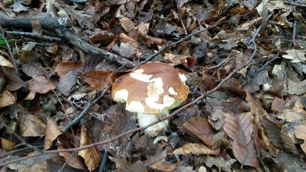 hríb dubový Boletus reticulatus Schaeff.