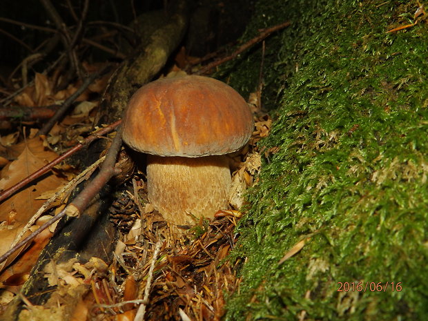 hríb dubový Boletus reticulatus Schaeff.