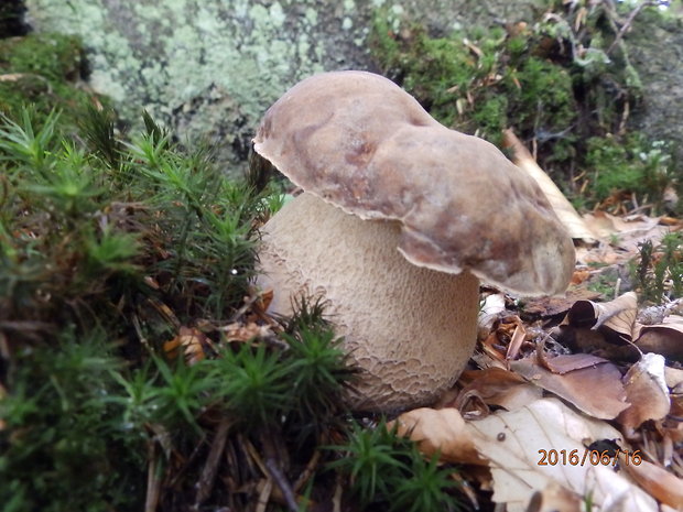 hríb dubový Boletus reticulatus Schaeff.