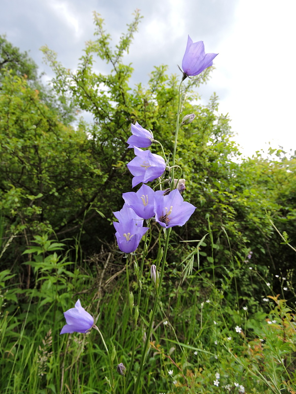 zvonček broskyňolistý Campanula persicifolia L.