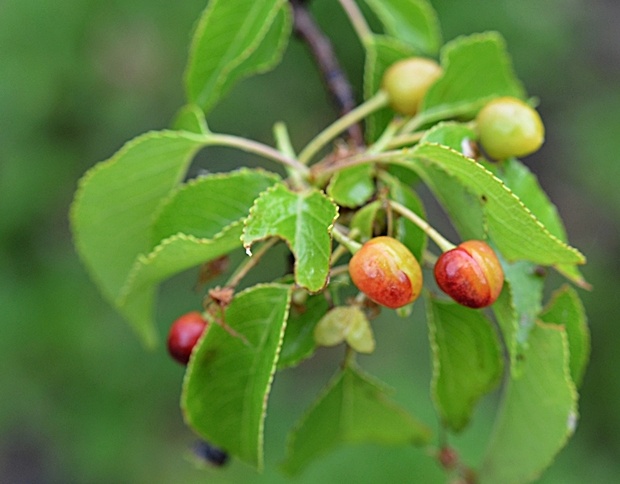 čerešňa mahalebková Cerasus mahaleb (L.) Mill.