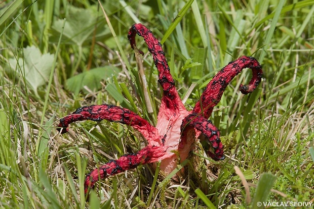 mrežovka kvetovitá Clathrus archeri (Berk.) Dring