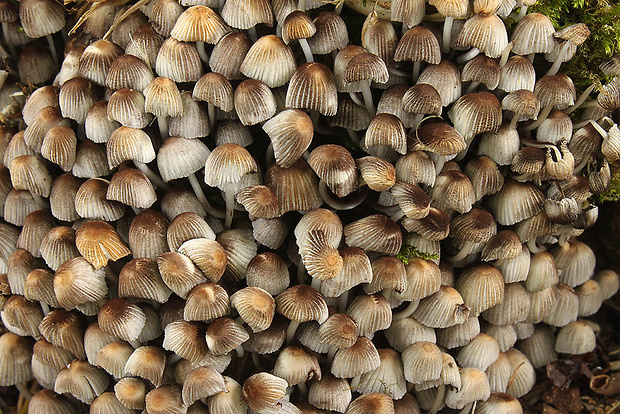 hnojník rozsiaty Coprinellus disseminatus (Pers.) J.E. Lange