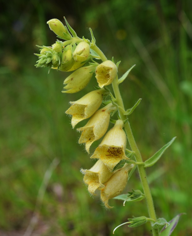 náprstník veľkokvetý Digitalis grandiflora Mill.