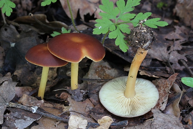 peniazovka hnedá Gymnopus ocior (Pers.) Antonín & Noordel.