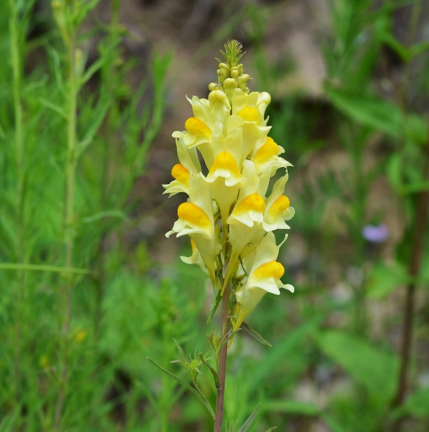 pyštek obyčajný Linaria vulgaris Mill.