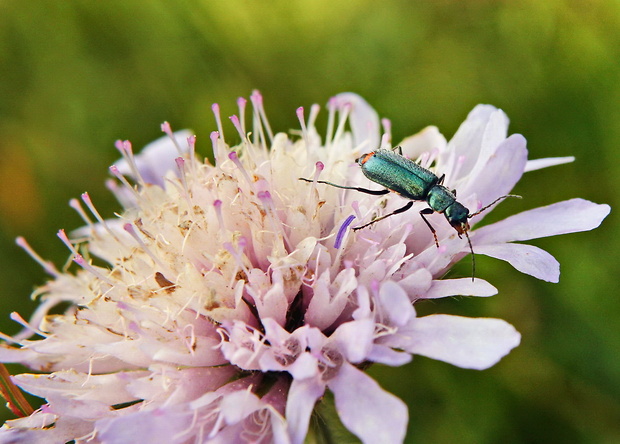 bradavičník Malachius bipustulatus