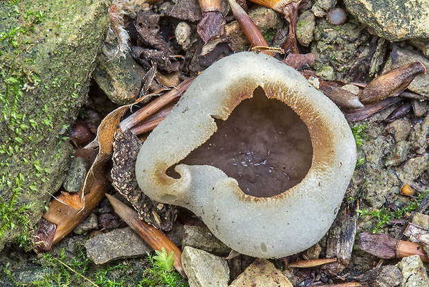 čiaška Peziza sp.